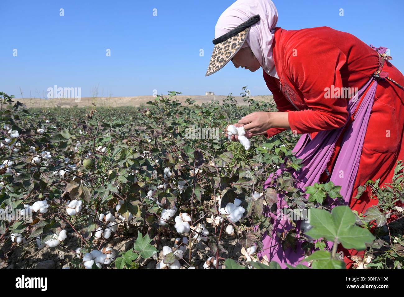 KIRGISISTAN, Bazar-Korgon bei Jalalabad, Landwirtschaftsgüter und Service Genossenschaft ACSC Bio-Farmer, Projekt Bio- und Fairtrade-Baumwollfarm, Frauen bei Ernte, Elisa 23 Jahre alt / KIRGISTAN, Bazar Korgon, Projekt Fairtrade und Bio-Baumwolle Anbau ACSC Bio-Farmer, Frauen bei Ernte, Elisa 23 Jahre alt Stockfoto
