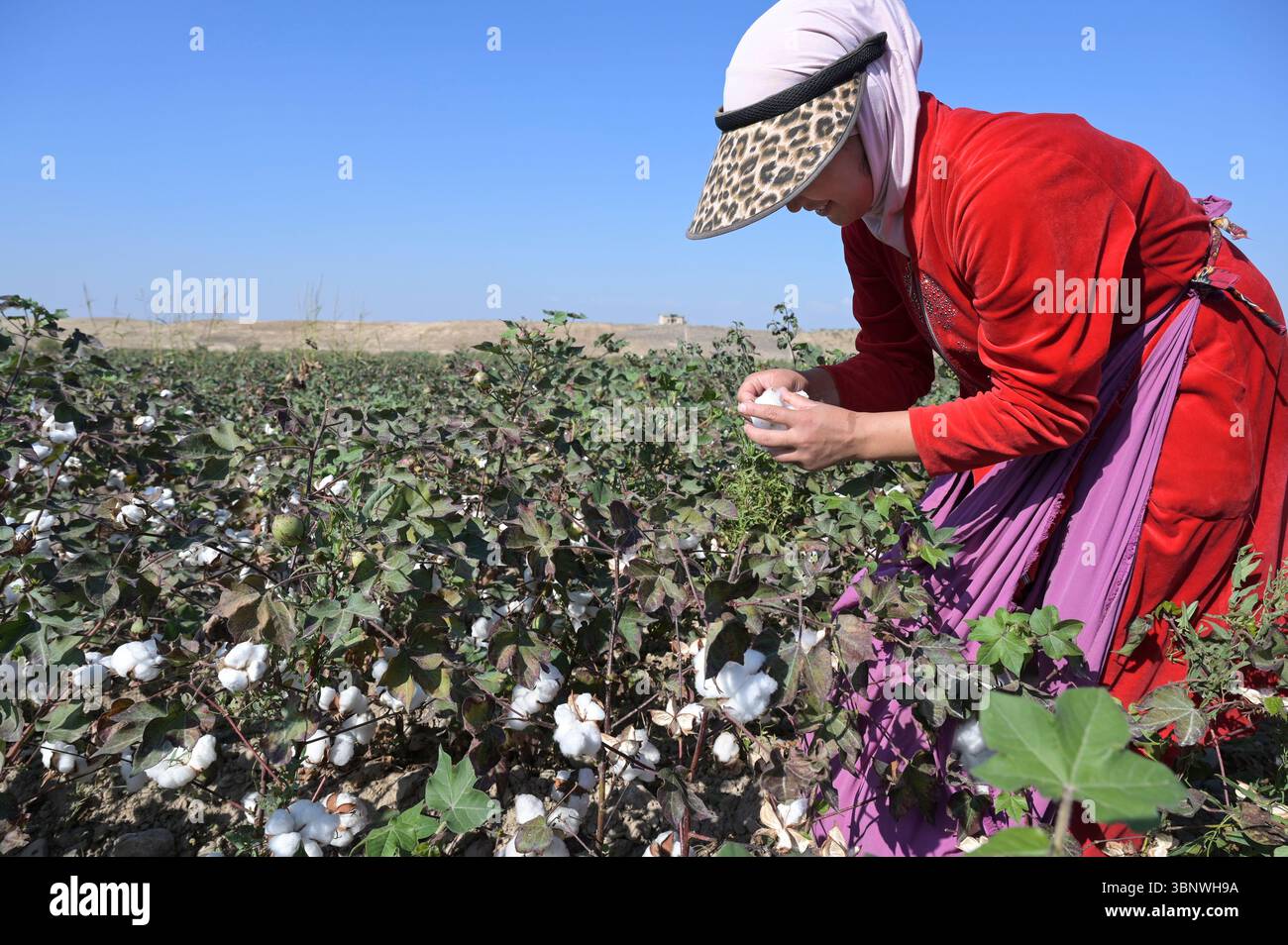 KIRGISISTAN, Bazar-Korgon bei Jalalabad, Landwirtschaftsgüter und Service Genossenschaft ACSC Bio-Farmer, Projekt Bio- und Fairtrade-Baumwollfarm, Frauen bei Ernte, Elisa 23 Jahre alt / KIRGISTAN, Bazar Korgon, Projekt Fairtrade und Bio-Baumwolle Anbau ACSC Bio-Farmer, Frauen bei Ernte, Elisa 23 Jahre alt Stockfoto