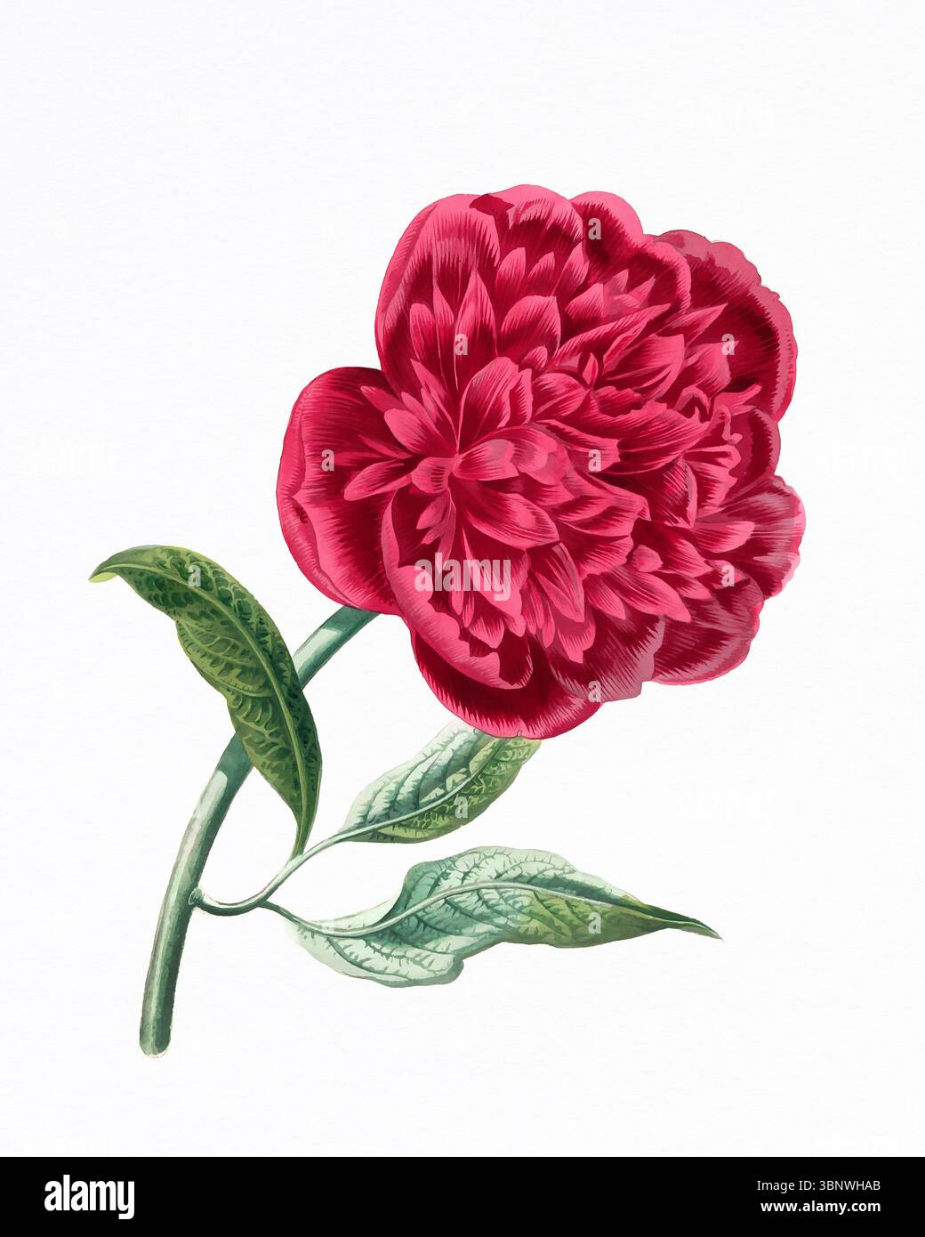 Blumen-Illustration handgezeichnet auf weißem Aquarellpapier. Helles botanisches Kunstwerk mit weicher Textur und feinen Blumendetails. Stockfoto