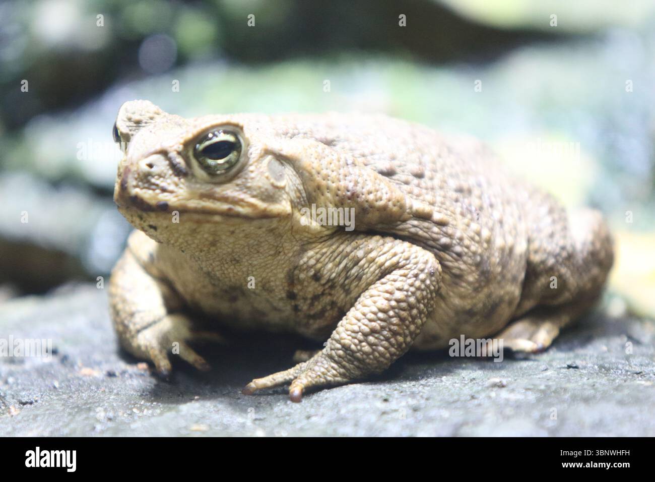 Die Rohrkröte (Rhinella Marina), auch bekannt als Riesenkröte oder Meereskröte, ist eine große Landkröte, die in Süd- und Mainla beheimatet ist Stockfoto