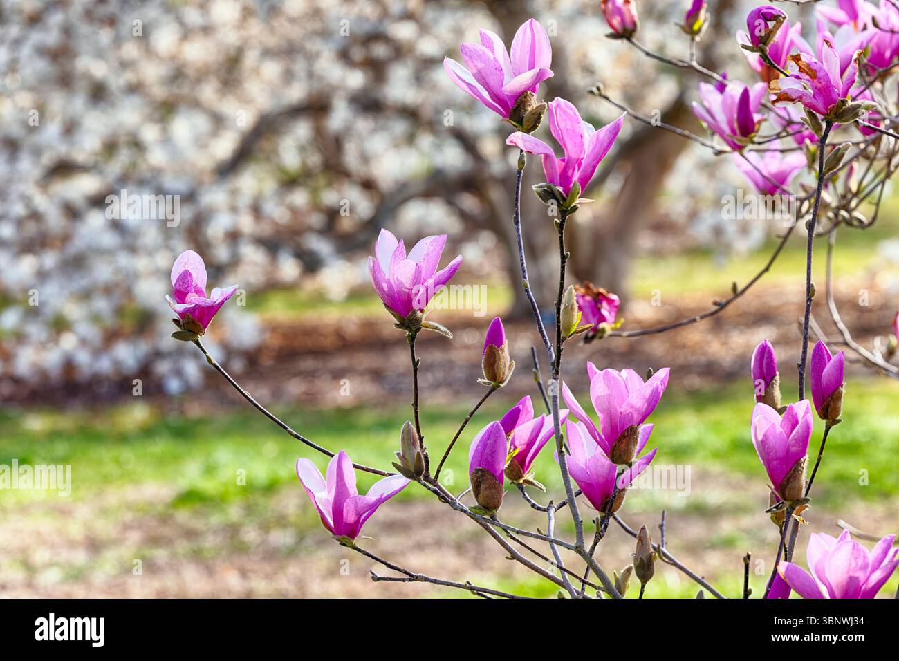 Nahaufnahme der blühenden rosa Magnolienblüten in einem Garten, New Jersey, USA Stockfoto