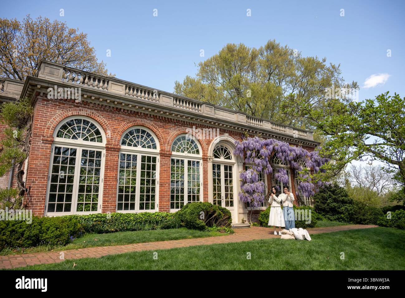 Wisteria in voller Blüte im Dumbarton Oaks Garden in Georgetown, Washington, D.C. Stockfoto
