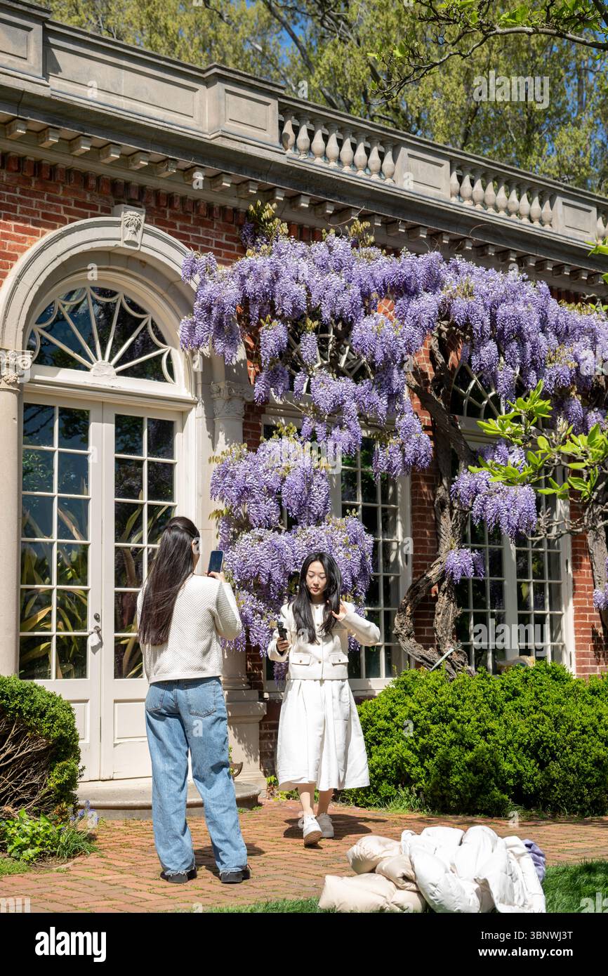 Wisteria in voller Blüte im Dumbarton Oaks Garden in Georgetown, Washington, D.C. Stockfoto
