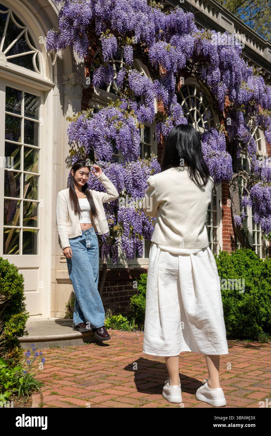 Wisteria in voller Blüte im Dumbarton Oaks Garden in Georgetown, Washington, D.C. Stockfoto
