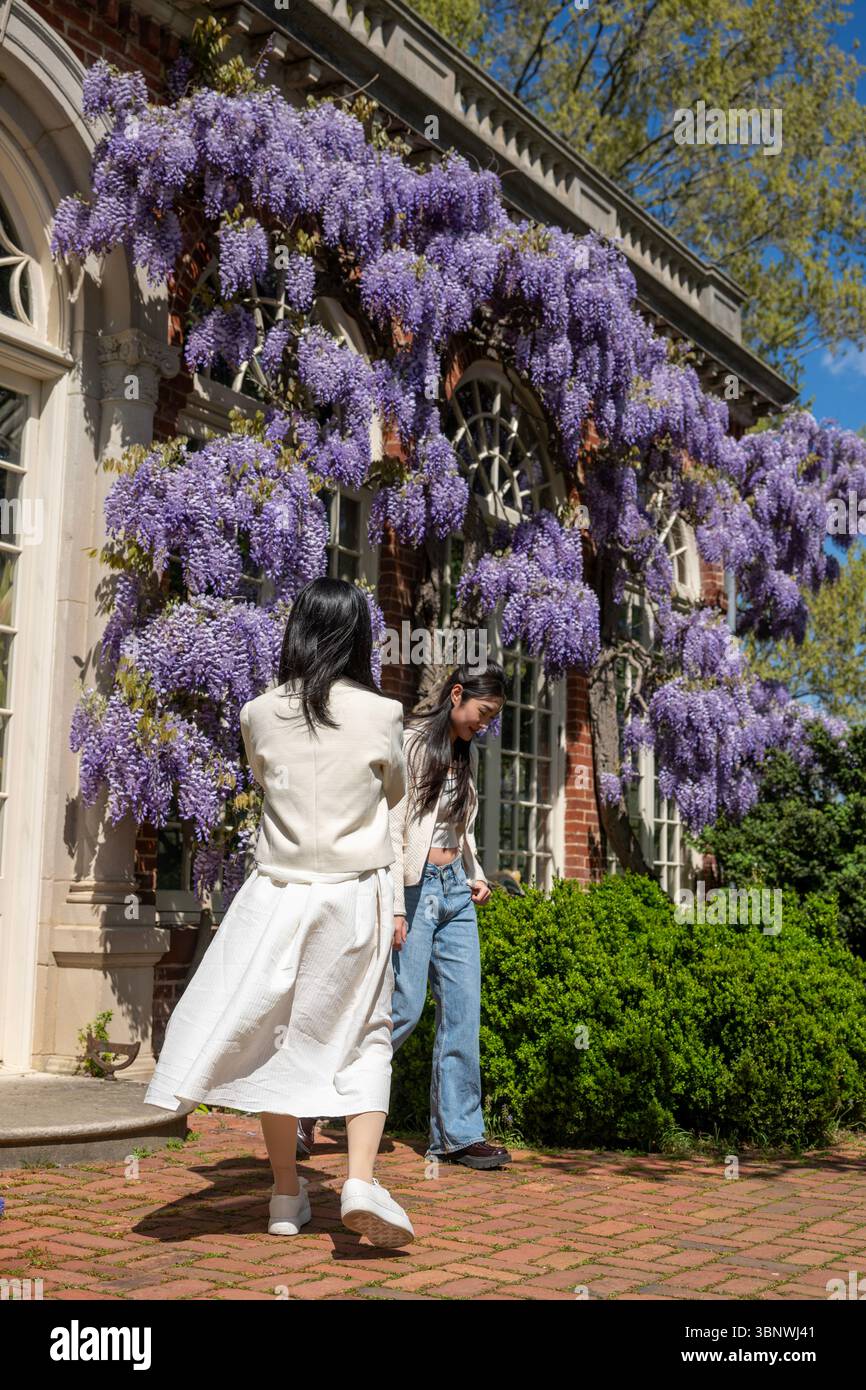 Wisteria in voller Blüte im Dumbarton Oaks Garden in Georgetown, Washington, D.C. Stockfoto