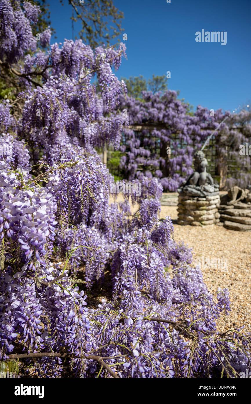 Wisteria in voller Blüte im Dumbarton Oaks Garden in Georgetown, Washington, D.C. Stockfoto
