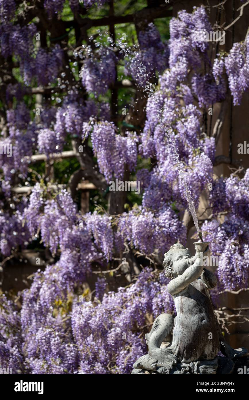 Wisteria in voller Blüte im Dumbarton Oaks Garden in Georgetown, Washington, D.C. Stockfoto