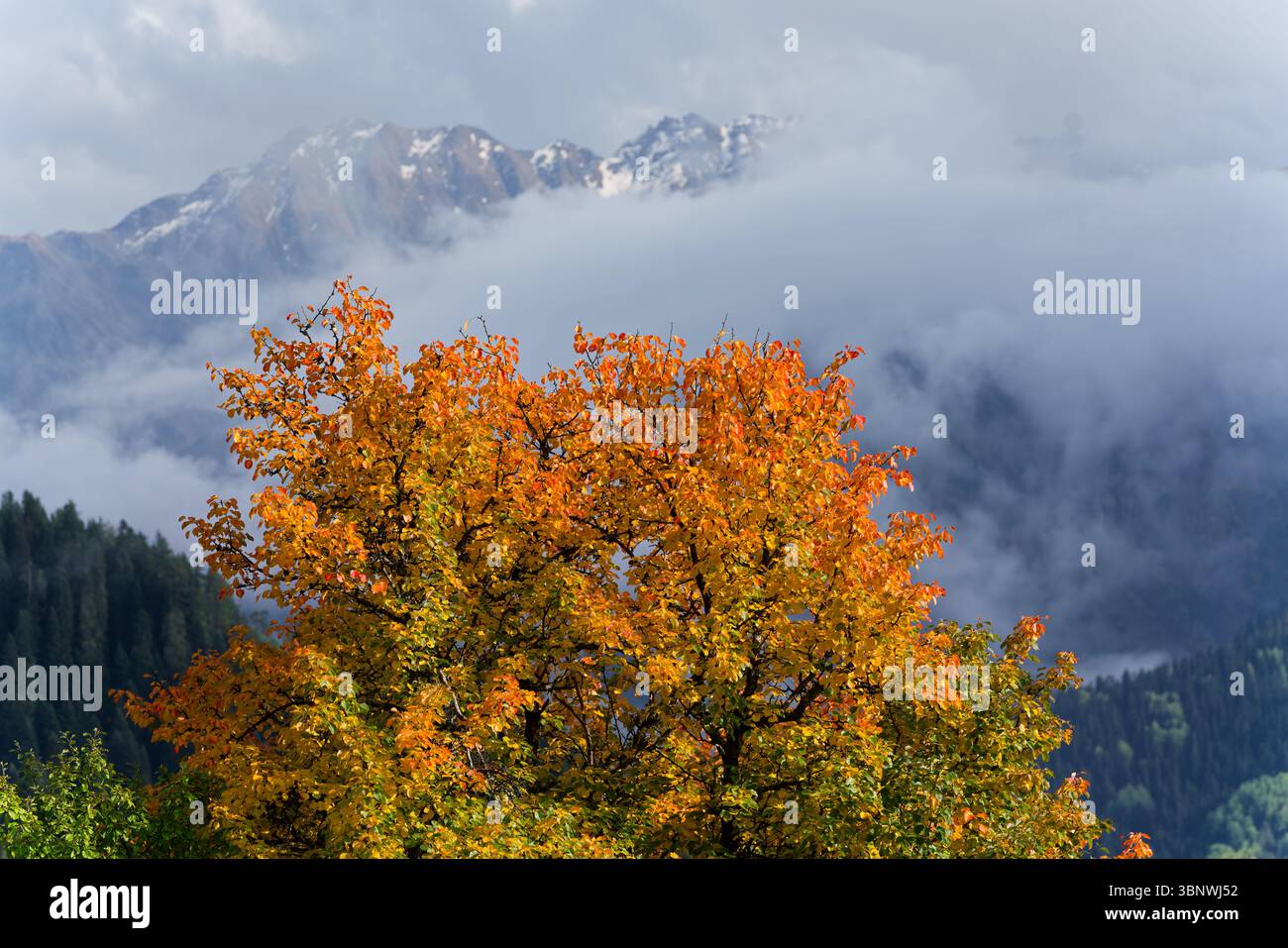 Lebhafte Herbstfarben mit teilweise bewölkten Bergen im Hintergrund in Heshkili bei Mestia, Georgien, am frühen Oktoberabend Stockfoto