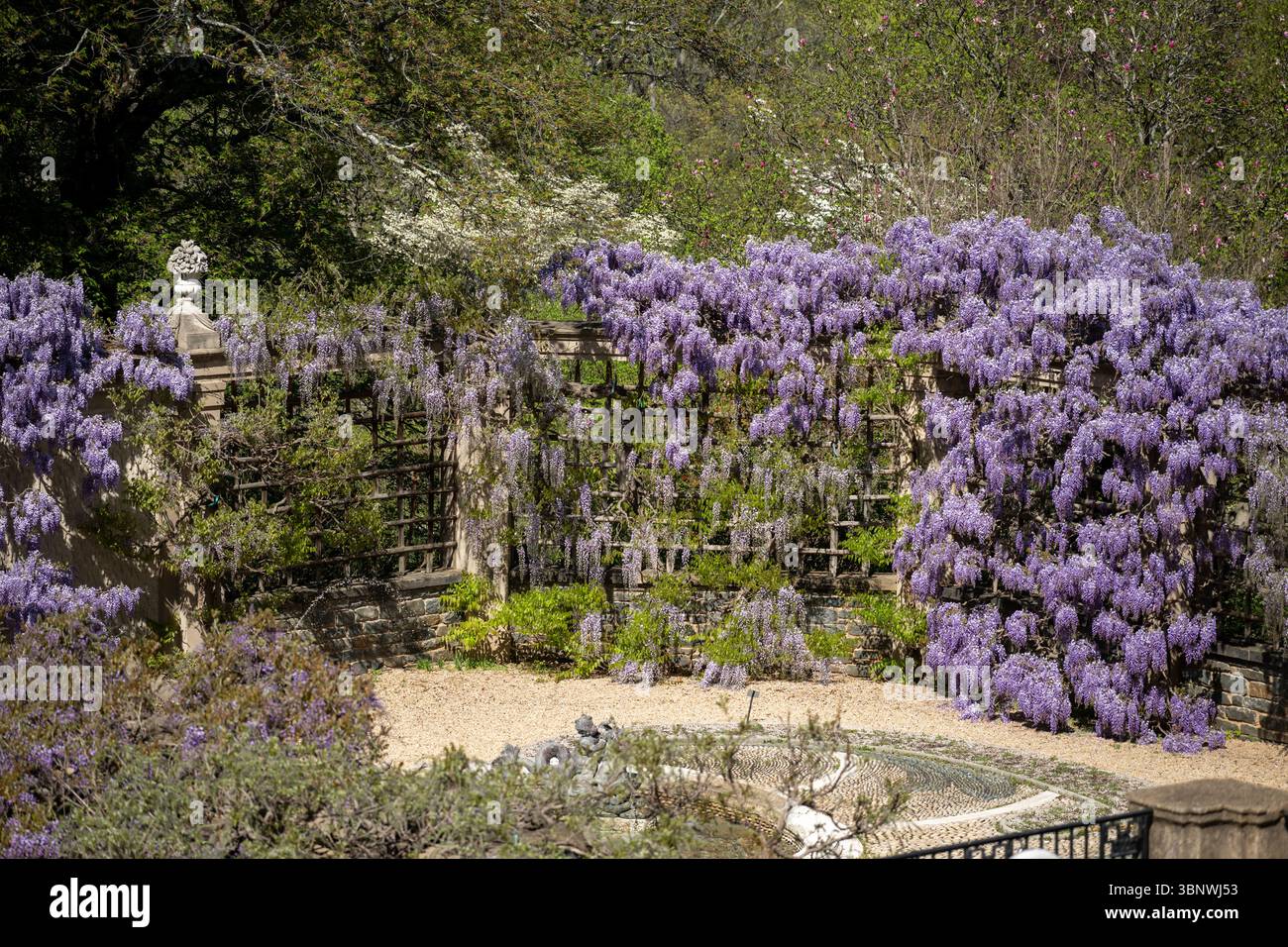 Wisteria in voller Blüte im Dumbarton Oaks Garden in Georgetown, Washington, D.C. Stockfoto