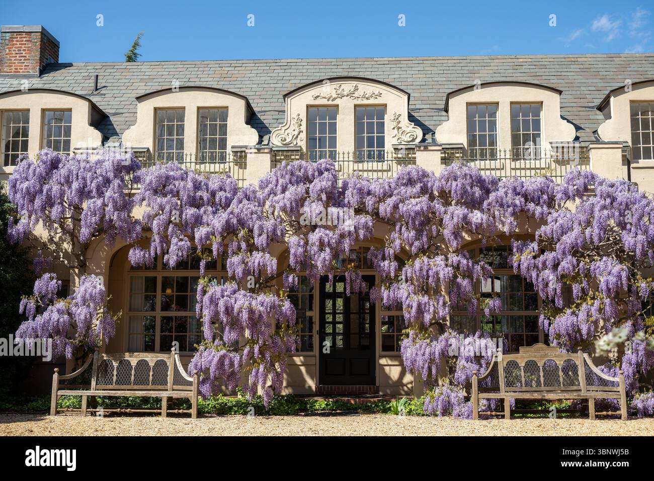 Wisteria in voller Blüte im Dumbarton Oaks Garden in Georgetown, Washington, D.C. Stockfoto