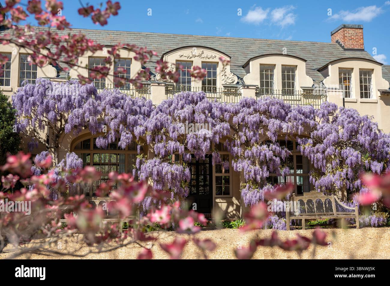 Wisteria in voller Blüte im Dumbarton Oaks Garden in Georgetown, Washington, D.C. Stockfoto