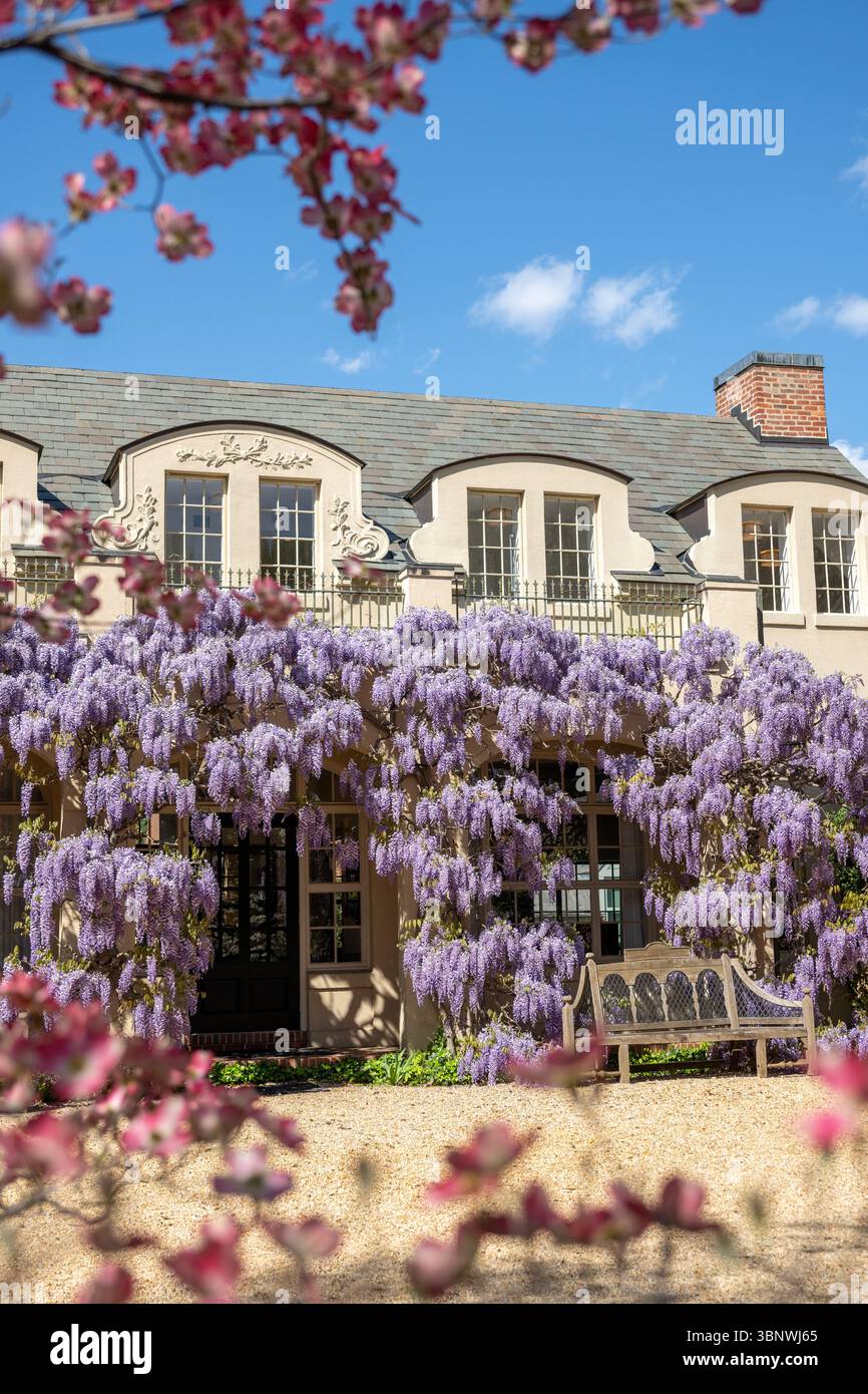 Wisteria in voller Blüte im Dumbarton Oaks Garden in Georgetown, Washington, D.C. Stockfoto