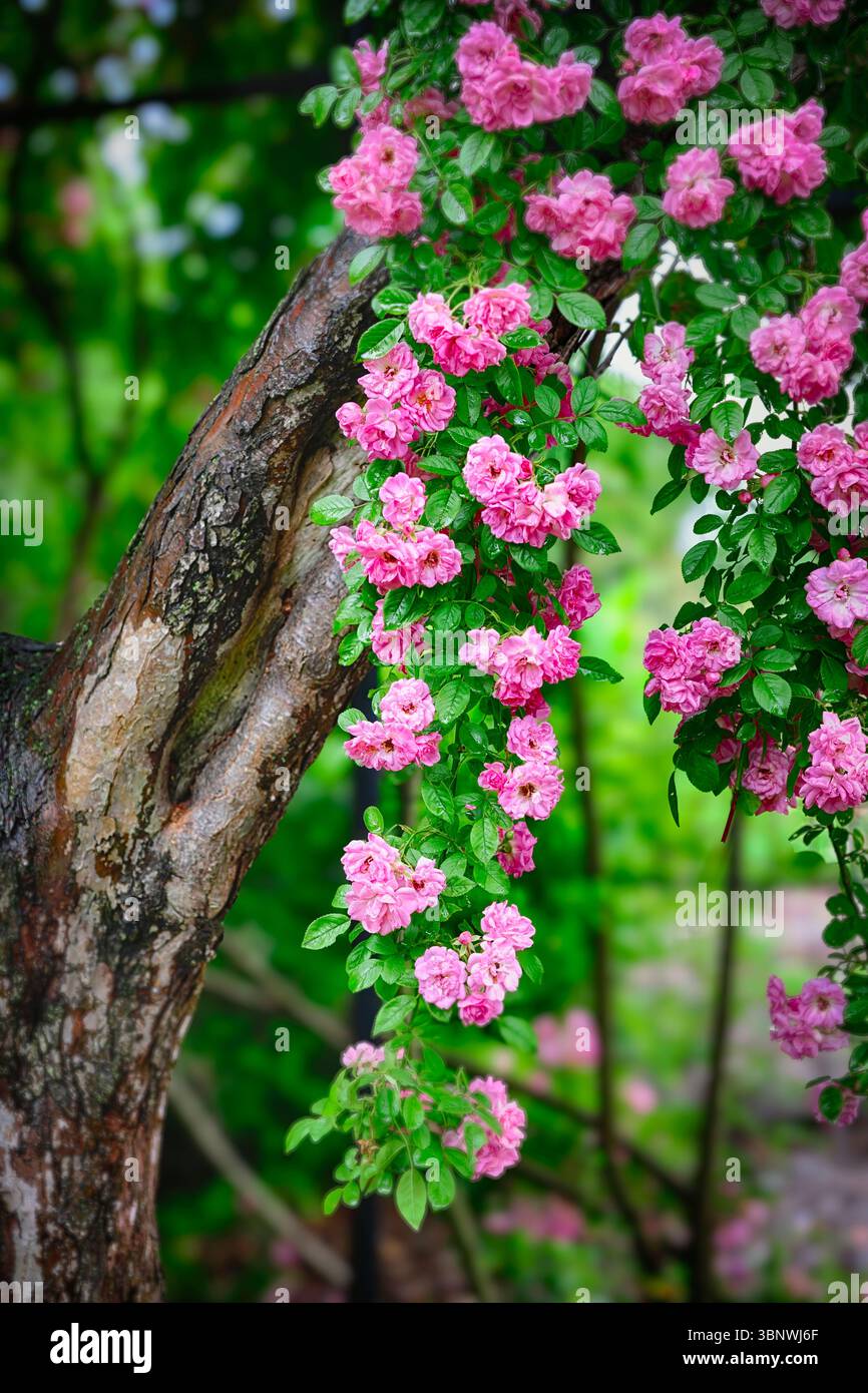 Close Up View Oof Pink Dawson Rose Strands Hing from a Tree, New Jersey, USA Stockfoto