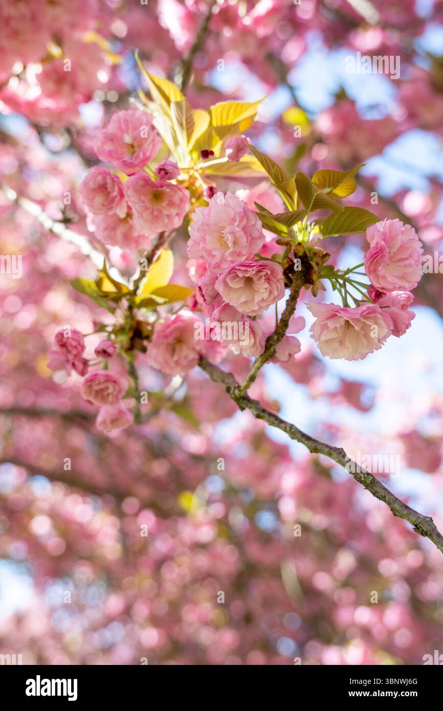 Kwanzan Kirschbäume in voller Blüte im Hains Point West Potomac Park in Washington, D.C. Stockfoto
