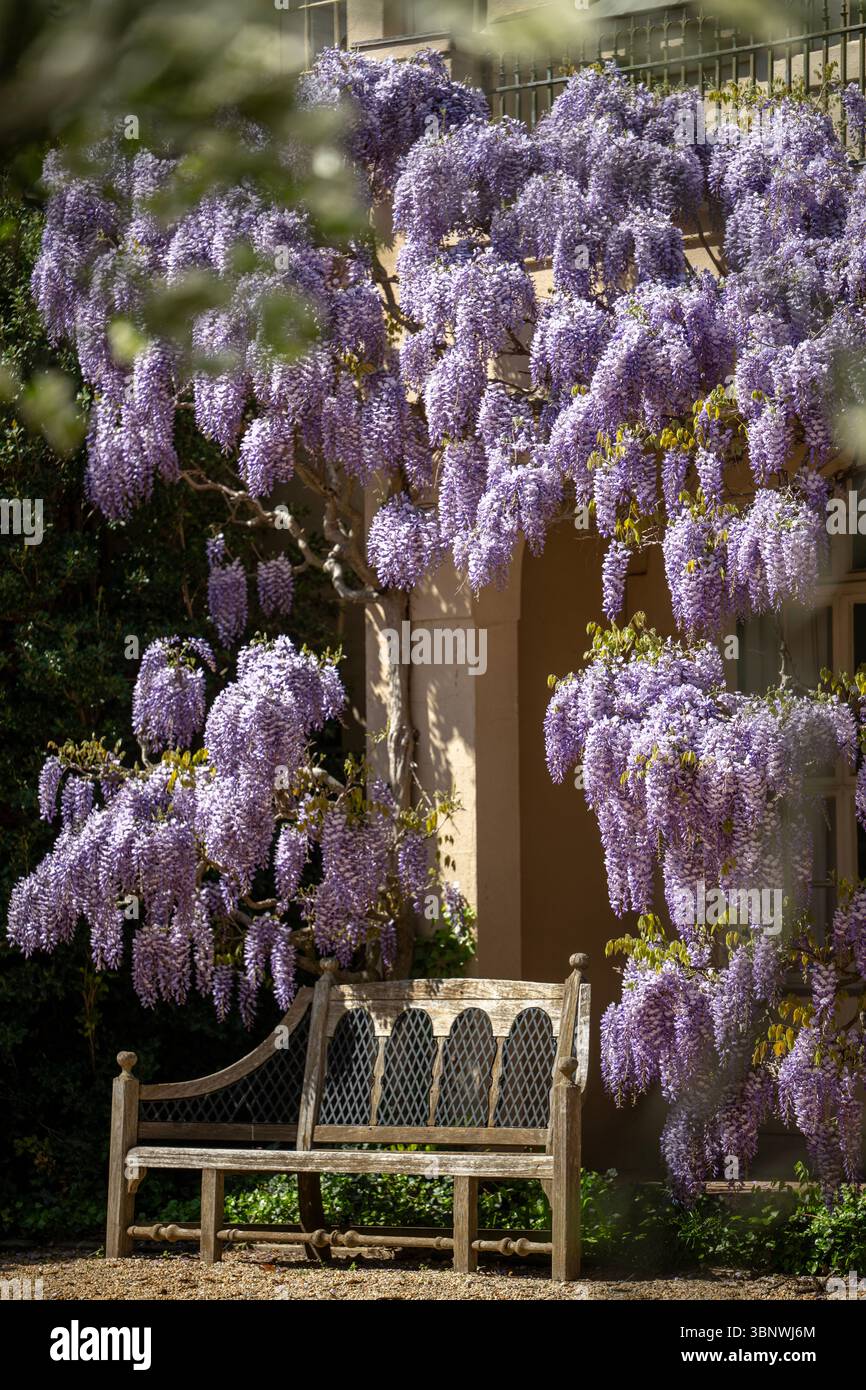 Wisteria in voller Blüte im Dumbarton Oaks Garden in Georgetown, Washington, D.C. Stockfoto