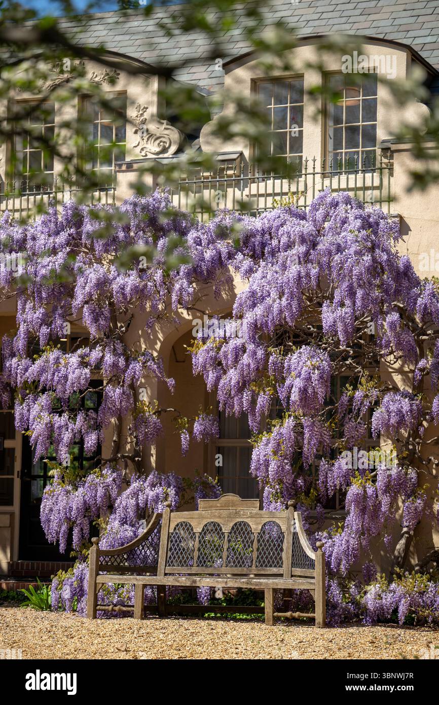 Wisteria in voller Blüte im Dumbarton Oaks Garden in Georgetown, Washington, D.C. Stockfoto