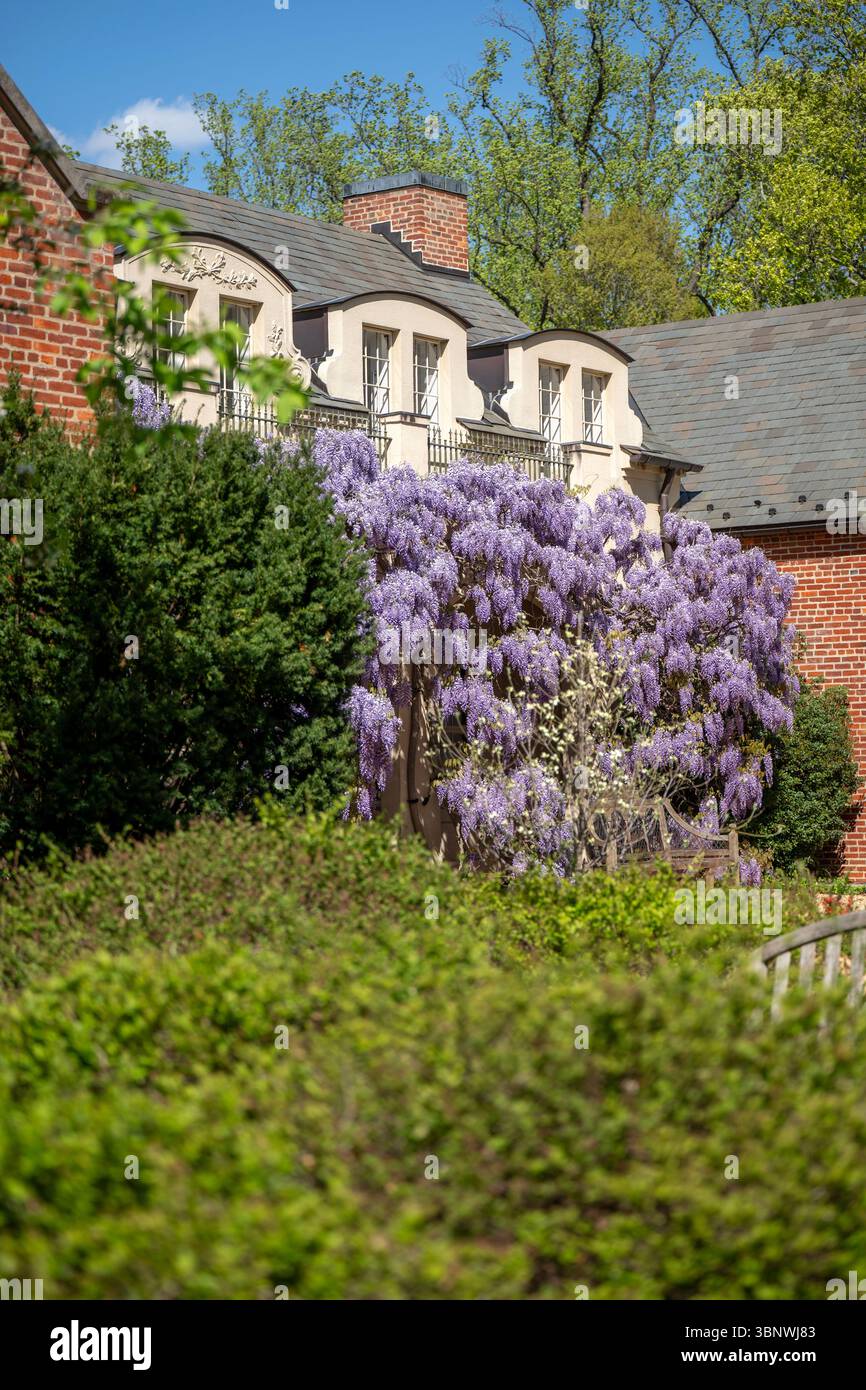 Wisteria in voller Blüte im Dumbarton Oaks Garden in Georgetown, Washington, D.C. Stockfoto