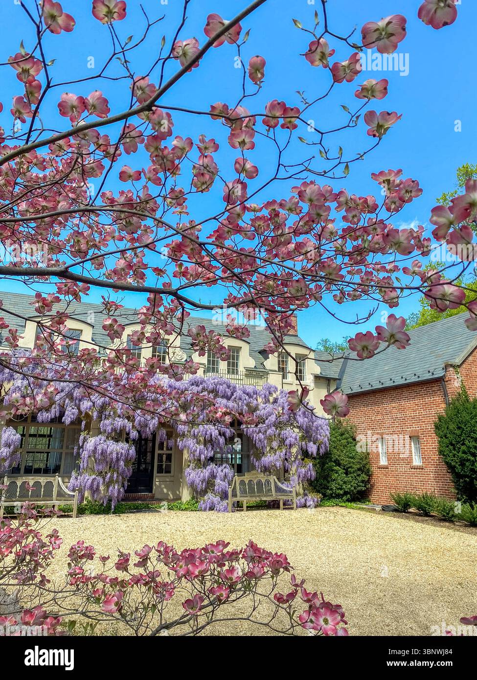 Wisteria in voller Blüte im Dumbarton Oaks Garden in Georgetown, Washington, D.C. Stockfoto