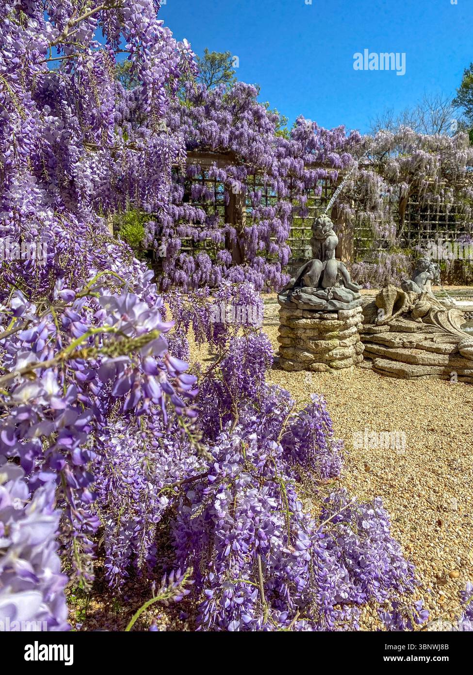 Wisteria in voller Blüte im Dumbarton Oaks Garden in Georgetown, Washington, D.C. Stockfoto