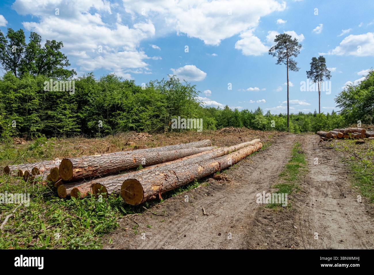 Im Wald stapelbare Kiefernholzbäume schneiden Stockfoto