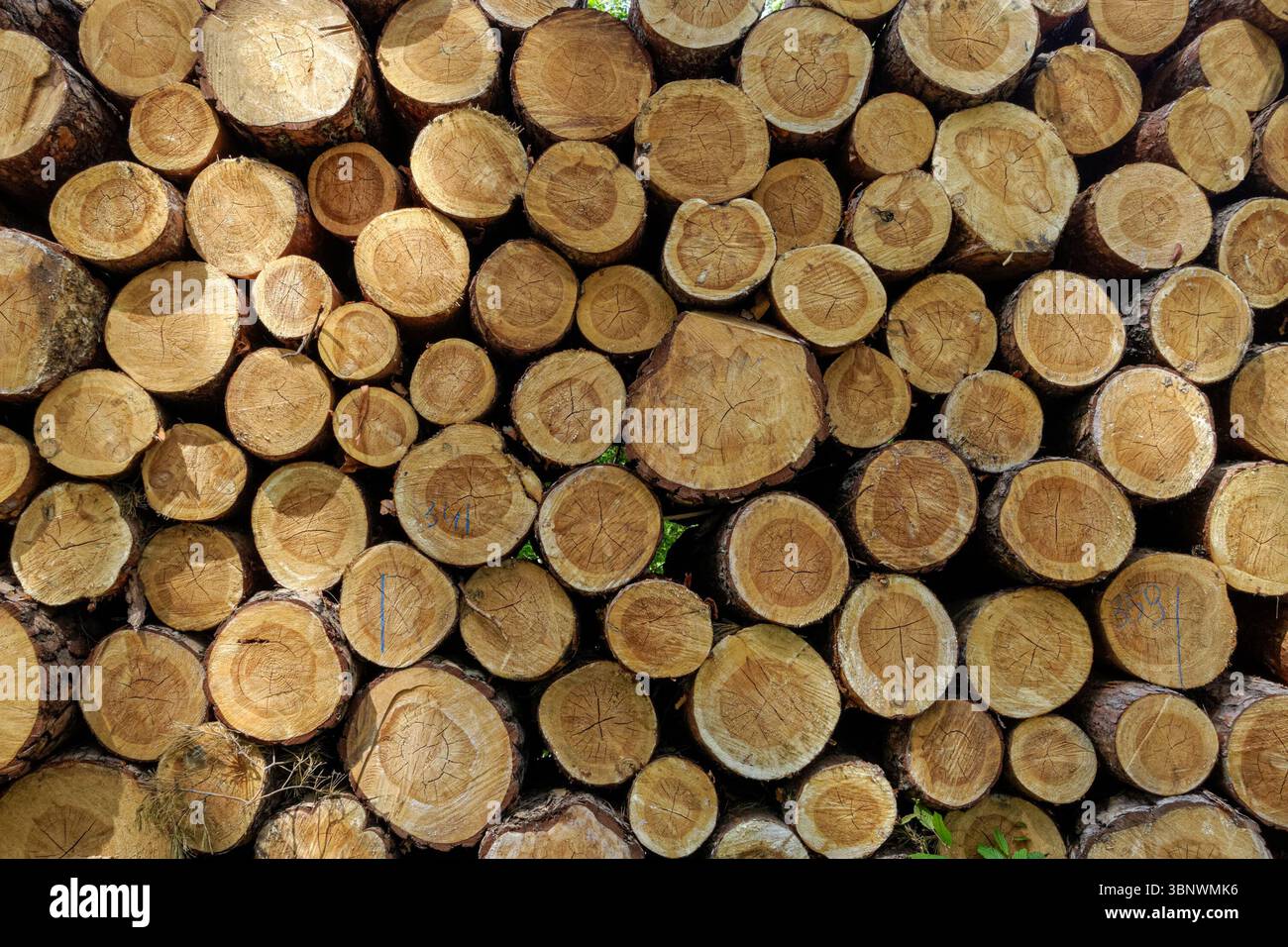 Im Wald stapelbare Kiefernholzbäume schneiden Stockfoto