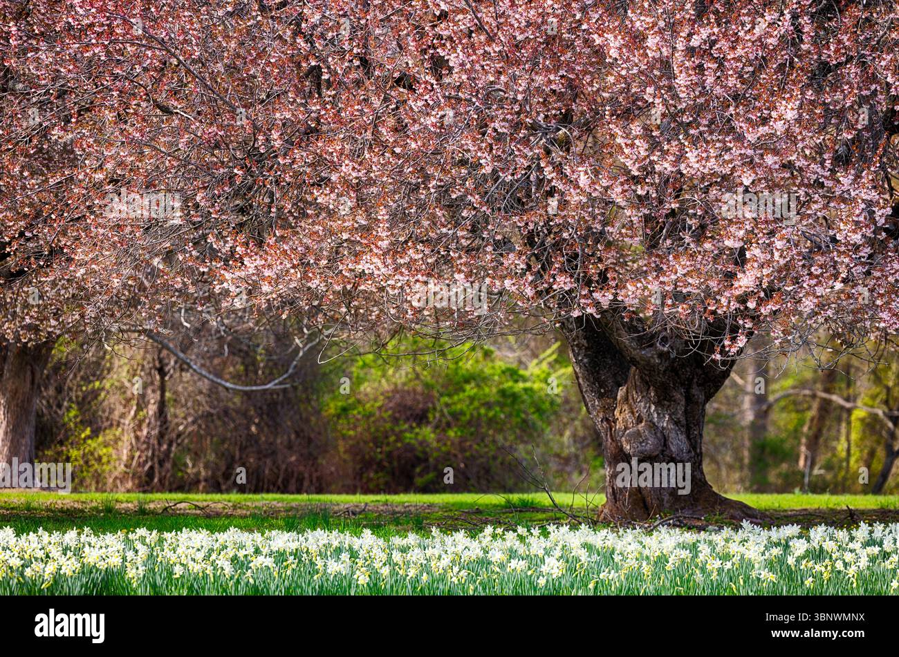 Early Spring Daffodil and Cherry Tree Blossom in Somerset County, New Jersey. Stockfoto