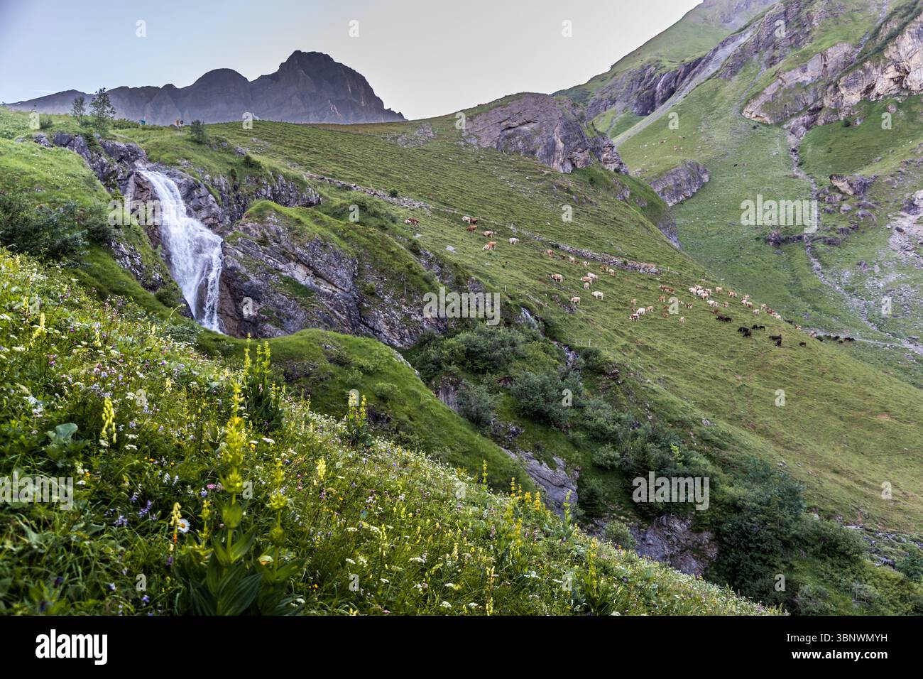 Der Stäuber-Wasserfall stürzt über Felsen in das Tal entlang des sogenannten Kraftroute-Pfades, gespeist vom Stierenbach. Eine Rinderherde grast auf dem gegenüberliegenden Hang, mit gelben und weißen alpinen Wildblumen im Vordergrund. Attinghausen, Kanton Uri, Schweiz. Stockfoto