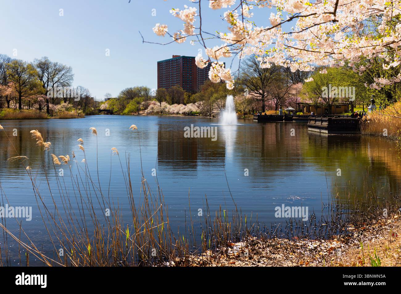 Blick auf den Branch Brook Lake während Cherry Blossom, Newark, Essex County, New Jersey, USA Stockfoto