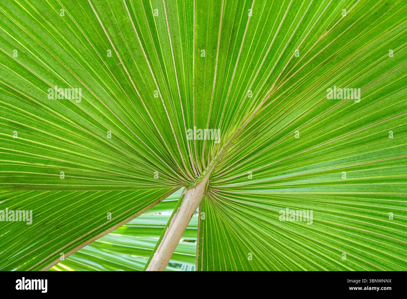 Nahaufnahme der grünen Palmenblatt-Textur Stockfoto