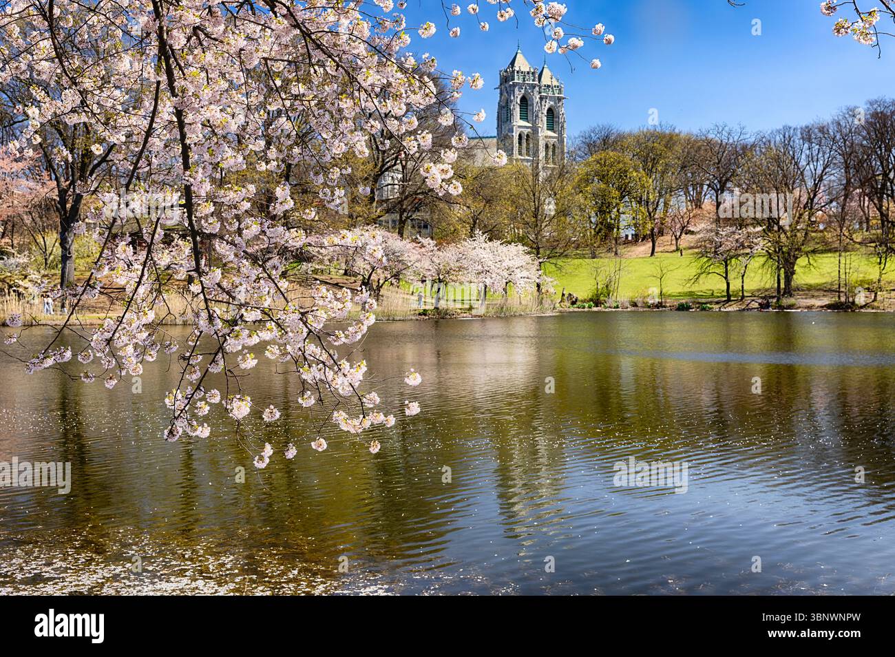 Kirschblüte im Branch Brook Park, mit der Kathedrale des Heiligen Herzens im Hintergrund, Newark, New Jersey Stockfoto
