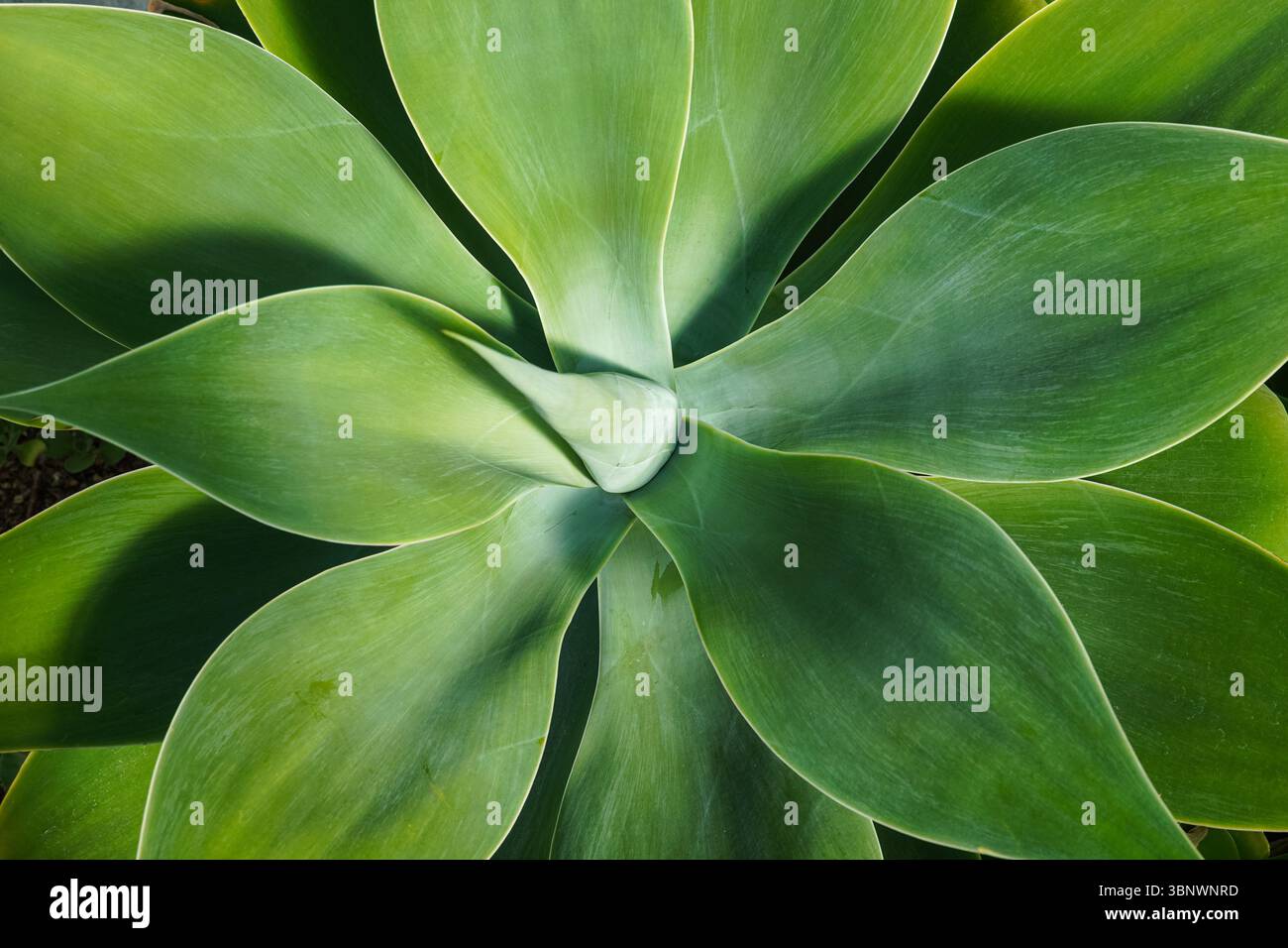 Fuchsschwanzagave Agave attenuata grüne Blätter der Sukkulenten Pflanze Stockfoto
