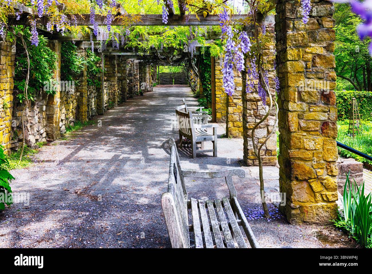 Bester Gartenblick von unter einer Pergola mit blühender Wisteria Stockfoto