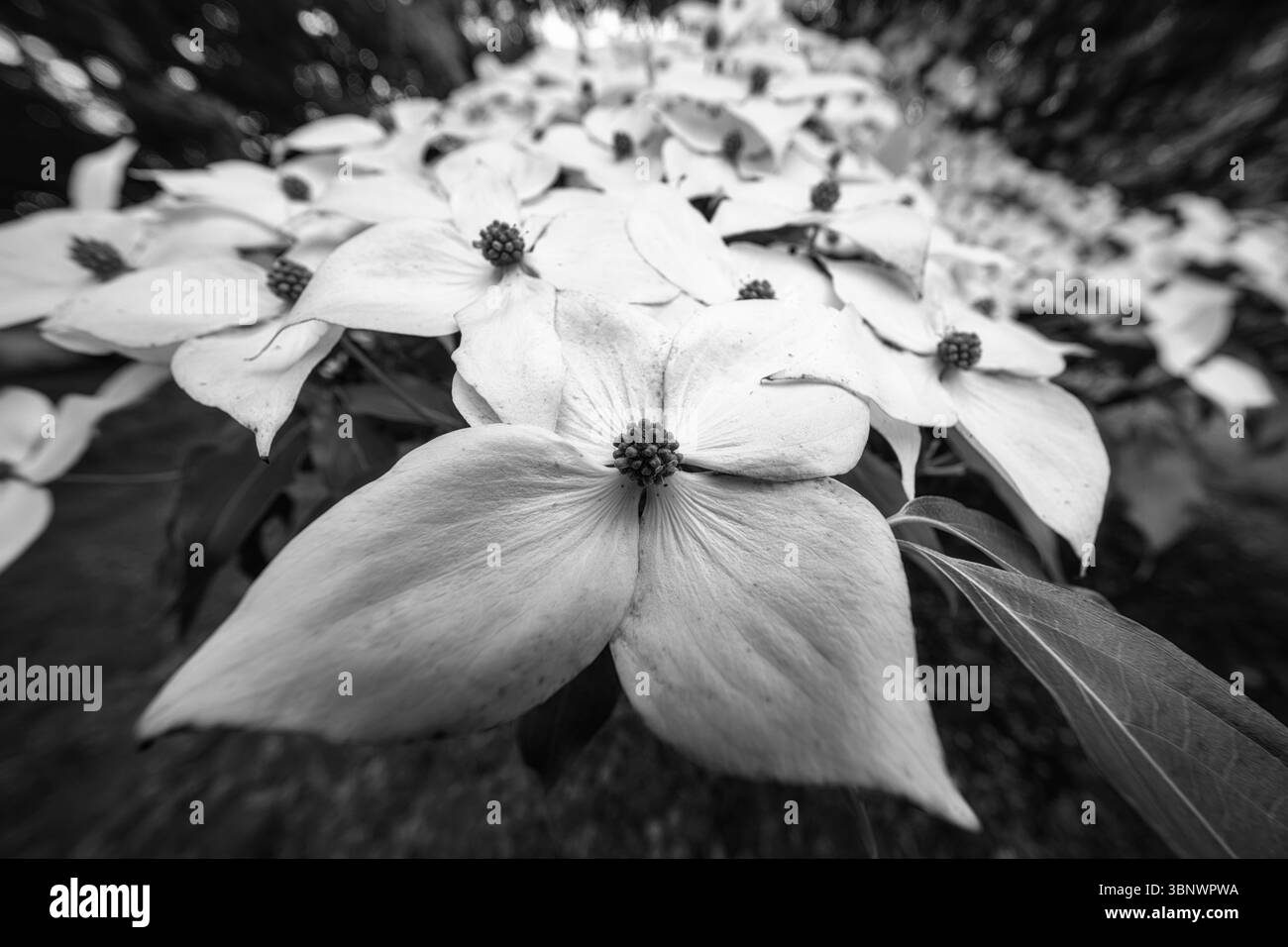 Nahaufnahme der Dogwood Flowers on a Branch, New Jersey, USA Stockfoto