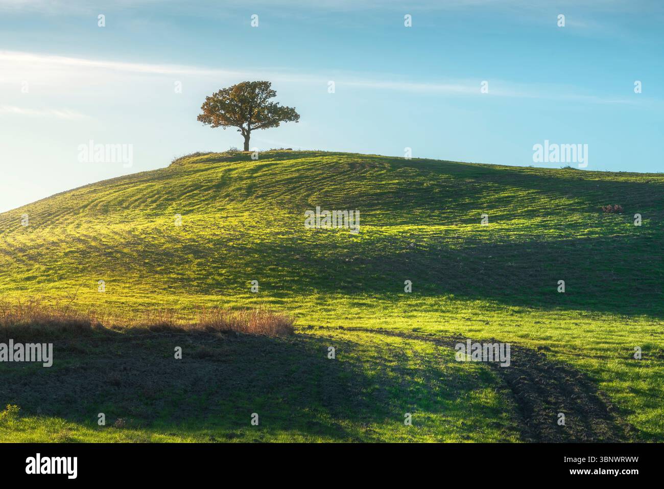Einsamer Baum auf einem Hügel in der Toskana und eine Spur von Pflügen auf dem Feld. Landschaft in Pienza, Italien Stockfoto