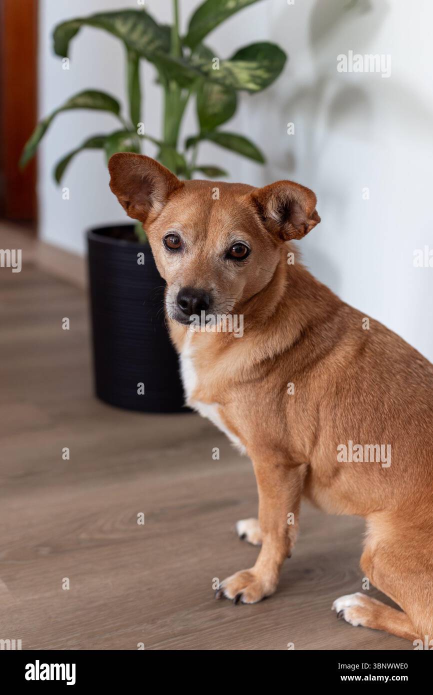 Porträt eines kleinen braunen Hundes mit weißer Brust, der zu Hause auf einem Holzboden in der Nähe einer Topfpflanze sitzt und mit einem ruhigen Ausdruck auf die Kamera blickt Stockfoto