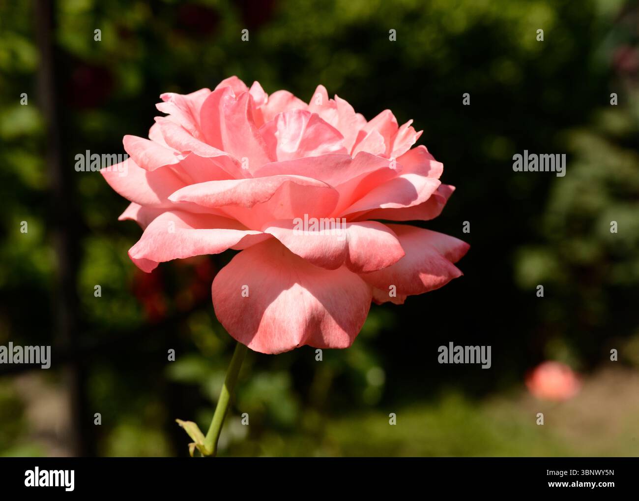 Pink Rosa hybrida „Mister Lincoln“, Hybrid-Teerose, auch Mister Lincoln Rose genannt Stockfoto