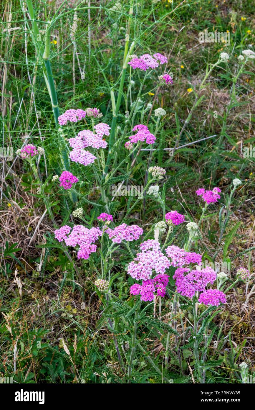 Rosafarbene Schafgarbe, Achillea millefolium. Stockfoto