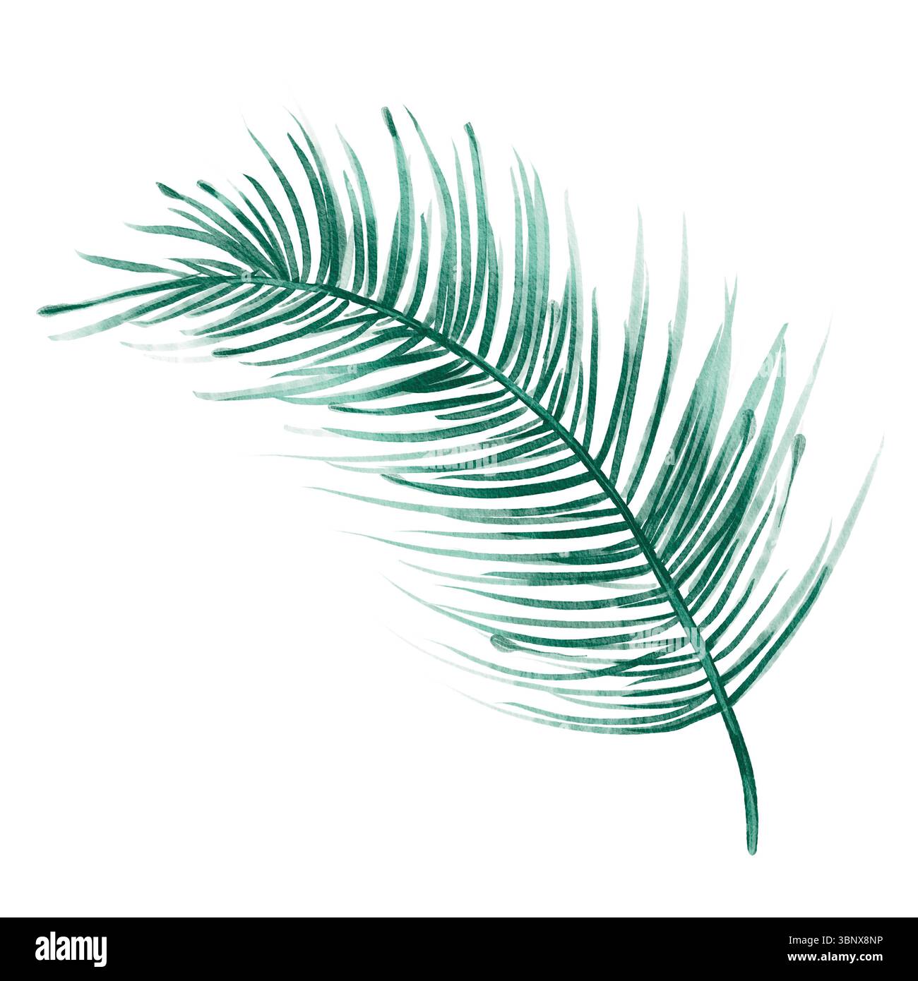 Illustration im Aquarellstil von grünem Kiefernzweig auf weißem Hintergrund, minimalistisches und elegantes Design mit transparenter Textur und Details. Stockfoto