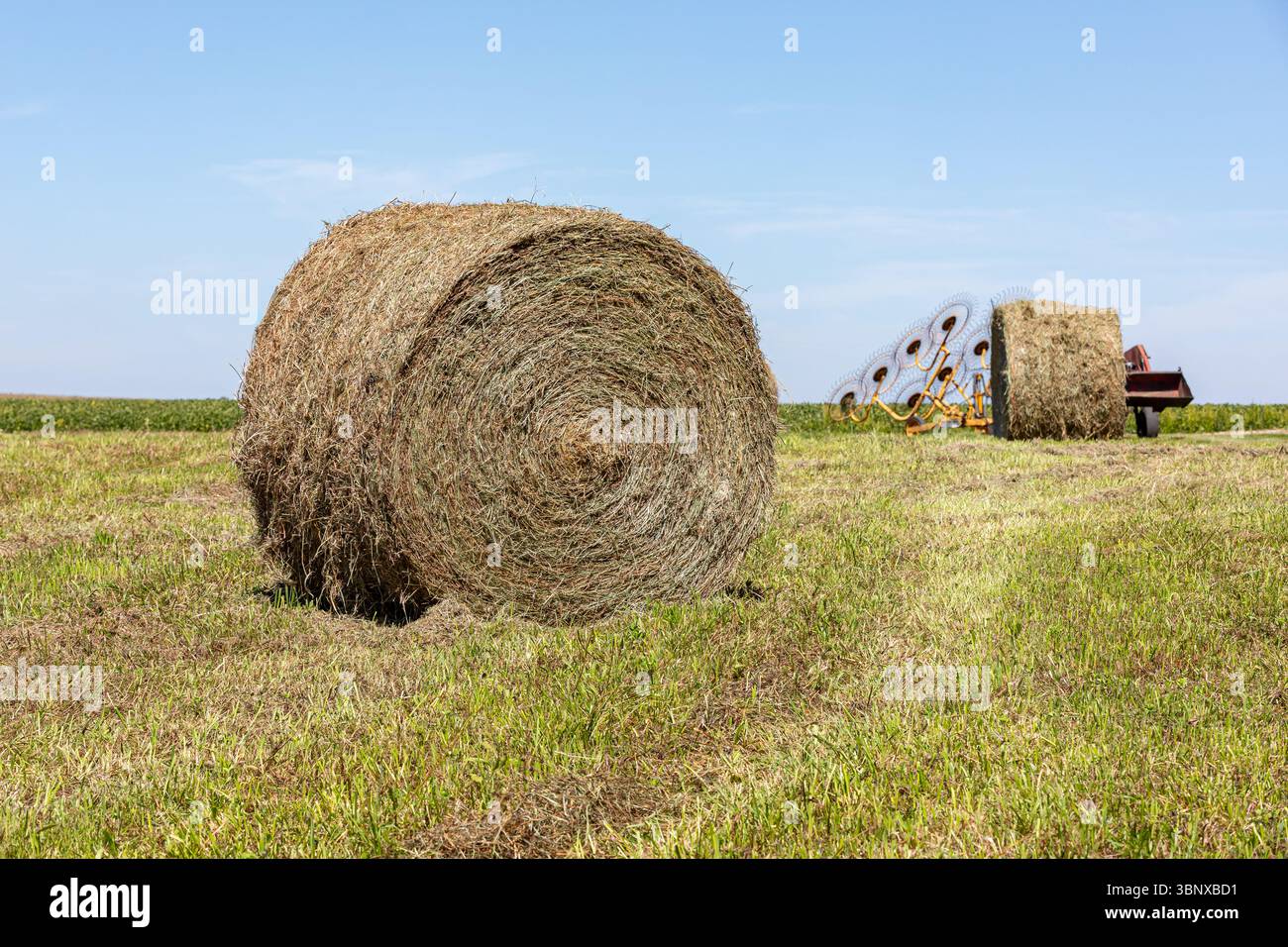 Großer runder Heuballen auf dem Feld nach dem Pressen. Heuzucht, Tierfutter und Futtermittelproduktion. Stockfoto