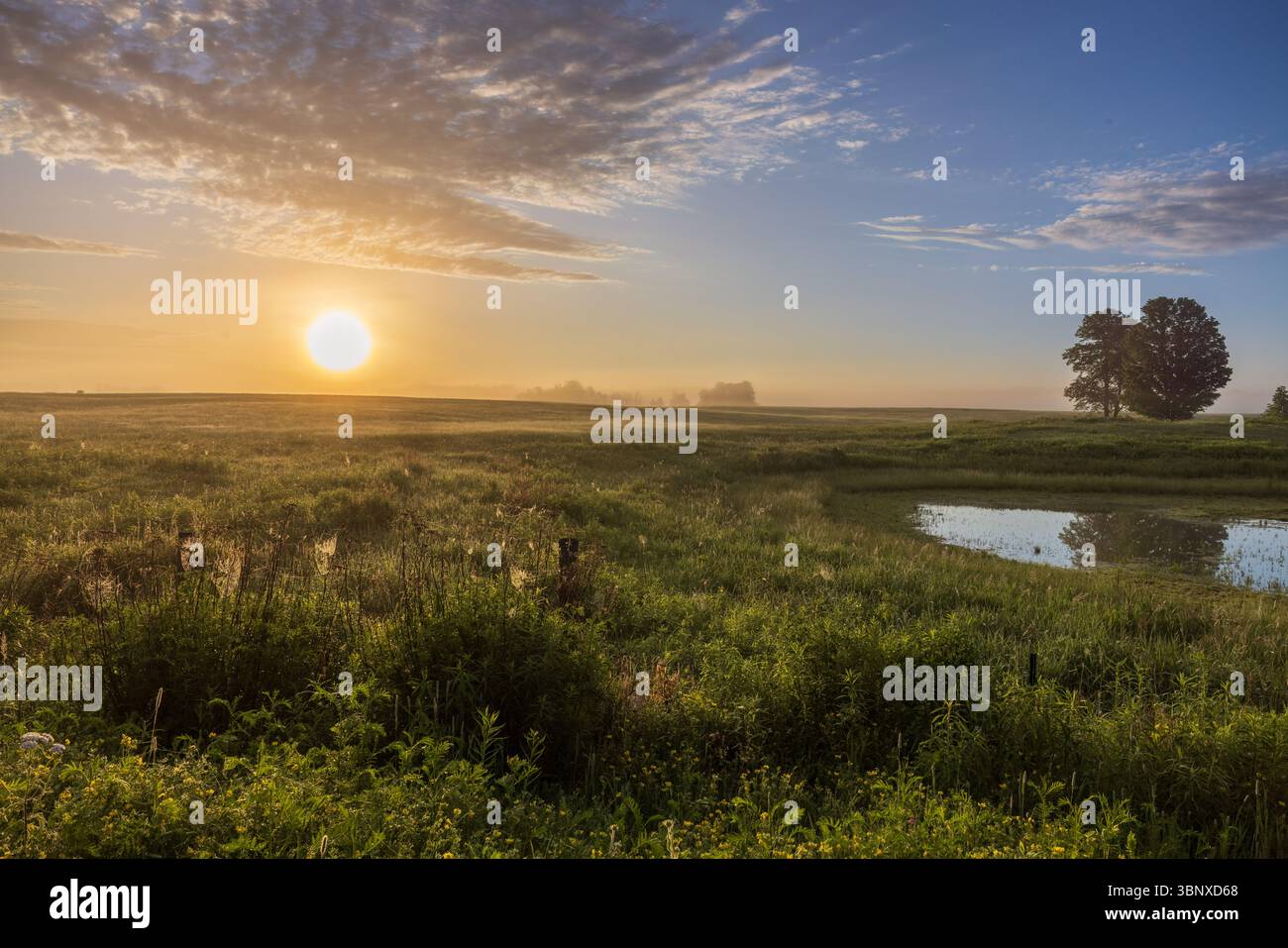 Hayfield an einem frühen Junimorgen im Norden von Wisconsin. Stockfoto