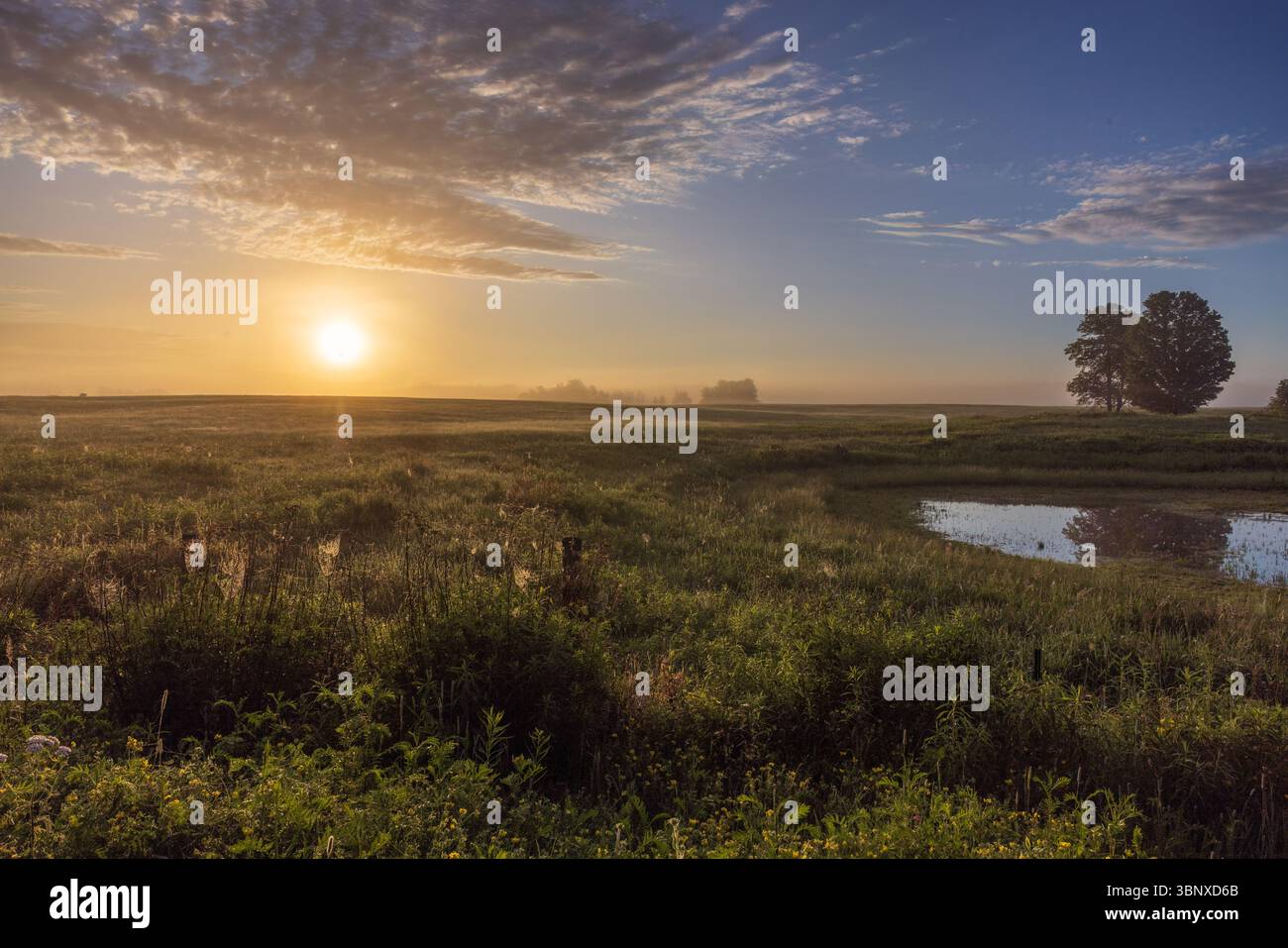 Hayfield an einem frühen Junimorgen im Norden von Wisconsin. Stockfoto