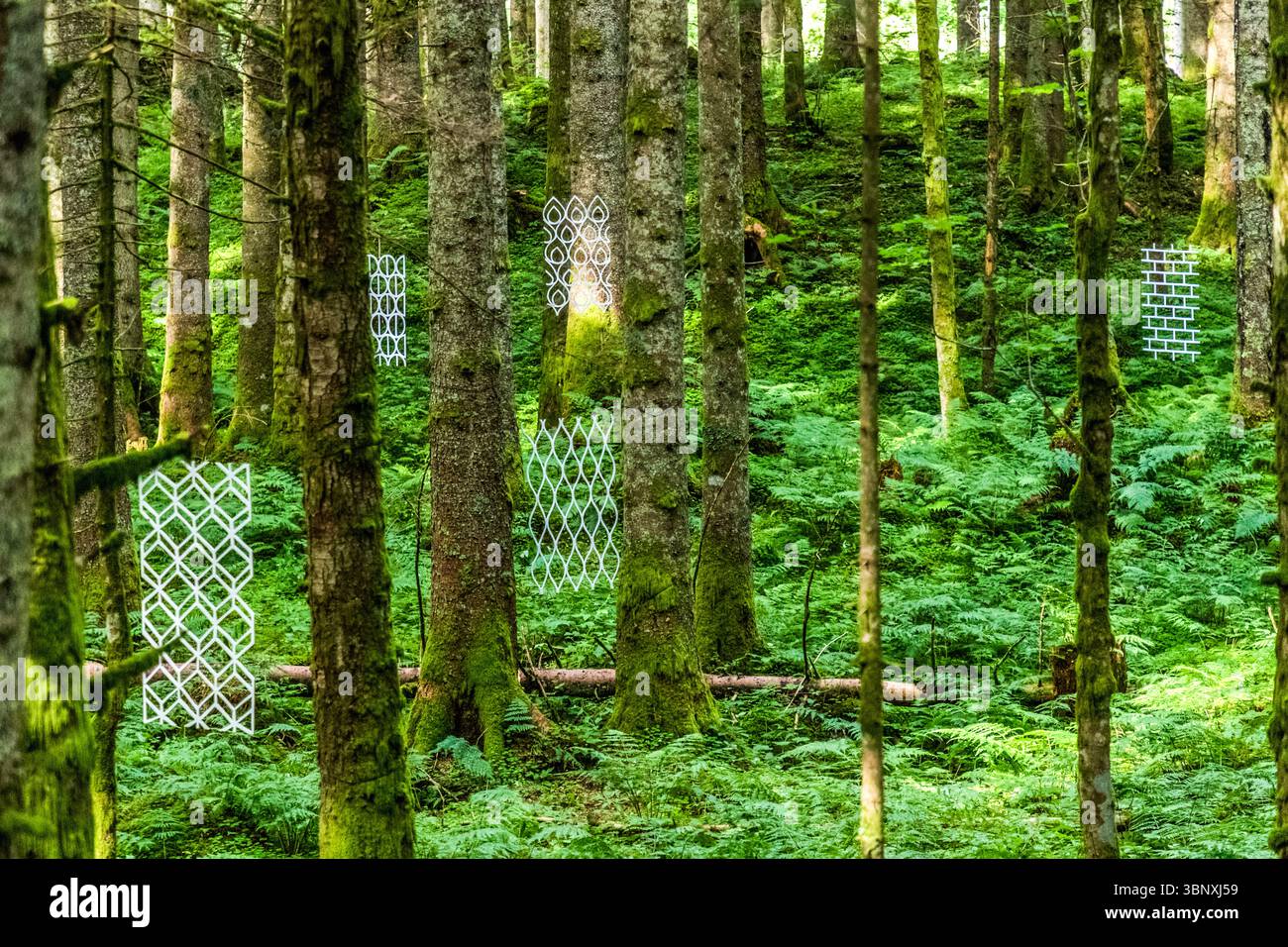 Naturkunstwerk 'Durchblick' von Susanne Ruoff aus Deutschland. Dünne Panels mit Blumen- und naturinspirierten Ornamenten hängen frei zwischen Bäumen. Land Art Path Gerschnialp in Engelberg 2025 Weiße, gemusterte Kunstinstallationen hängen zwischen moosbedeckten Bäumen in einem Farnwald auf der Gerschnialp bei Engelberg, Obwalden, Schweiz. Diese Installationen blockieren den Blick und zeigen gleichzeitig den Blick auf die Natur und sind Teil der Landart-Ausstellung auf der Gerschnialp, Engelberg, Obwalden, Schweiz Stockfoto