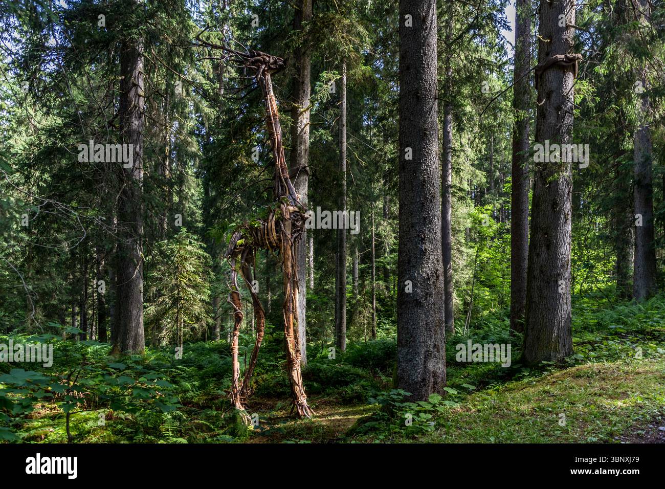 Waldschreiter von Gedeon Regli und Fabienne Baumann: Zarte Holzfragmente bilden einen großen, aber anmutigen Körper, eine Kreatur aus einer anderen Welt. Jedes Stück Holz trägt Spuren von Wasser, Wind und Zeit. Land Art Trail Gerschnialp in Engelberg 2025 das Werk Waldschreiter der Künstler Fabienne Baumann und Gedeon Regli ist eine Giraffe-Skulptur aus Ästen und Wurzeln. Die Kunstinstallation ist Teil der Landart-Ausstellung auf der Gerschnialp bei Engelberg, Obwalden, Schweiz Stockfoto