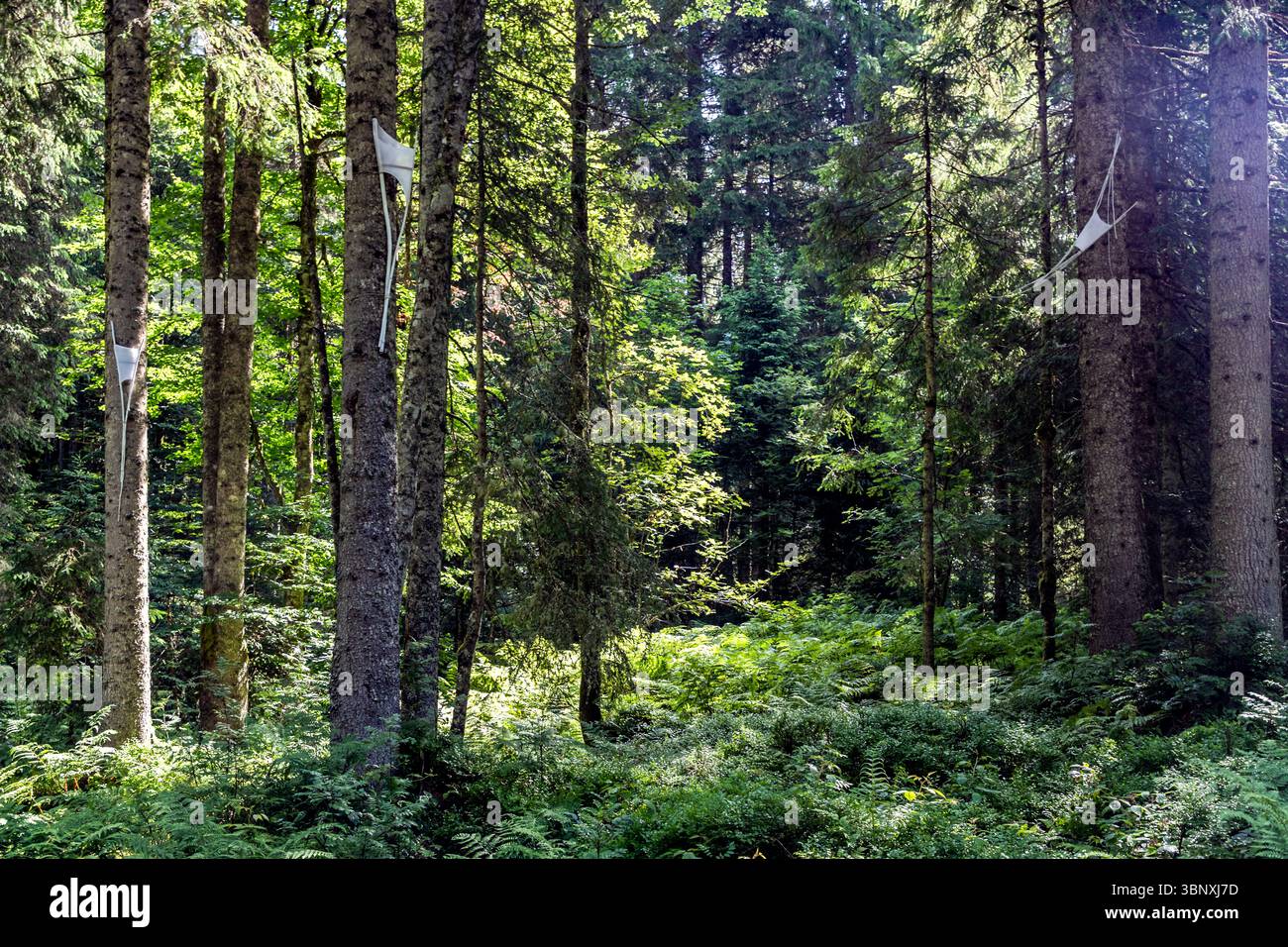 Naturkunstwerk Concréation von Chantale Heimo auf dem Gerschnialp Land Art Trail, Engelberg. Das Nisten auf einem Fichtenstamm als einfache, aber tiefgreifende Geste, die komplexe Begegnung zwischen Mensch und Natur. Das Werk Wirbel von Elias Zürcher in der Landart-Ausstellung auf der Gerschnialp bei Engelberg, Obwalden, Schweiz Stockfoto