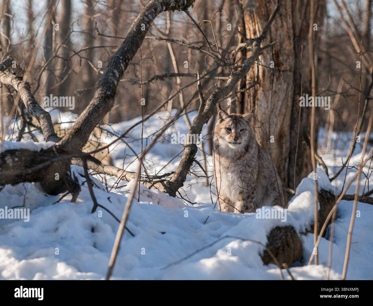 Eurasischer Luchse (Lynx Luchse) sitzt im verschneiten Wald, Elistvere Animal Park, Estland. Majestätische Wildkatze im natürlichen Winterhabitat. Stockfoto