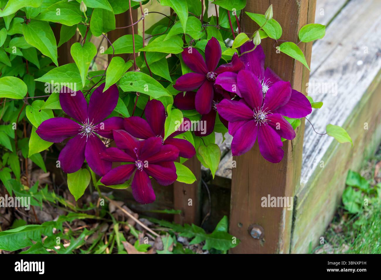 Eine Clematis-Rebe wächst auf einer Treppe in der Nähe des Crestbruck Park in Ankeny, Iowa. Stockfoto