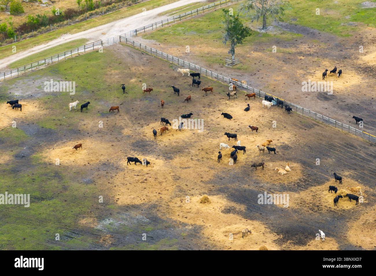 Luftaufnahme des Futterhofes mit Fleischkühen. Fütterung von Rindern auf Futterplätzen Stockfoto