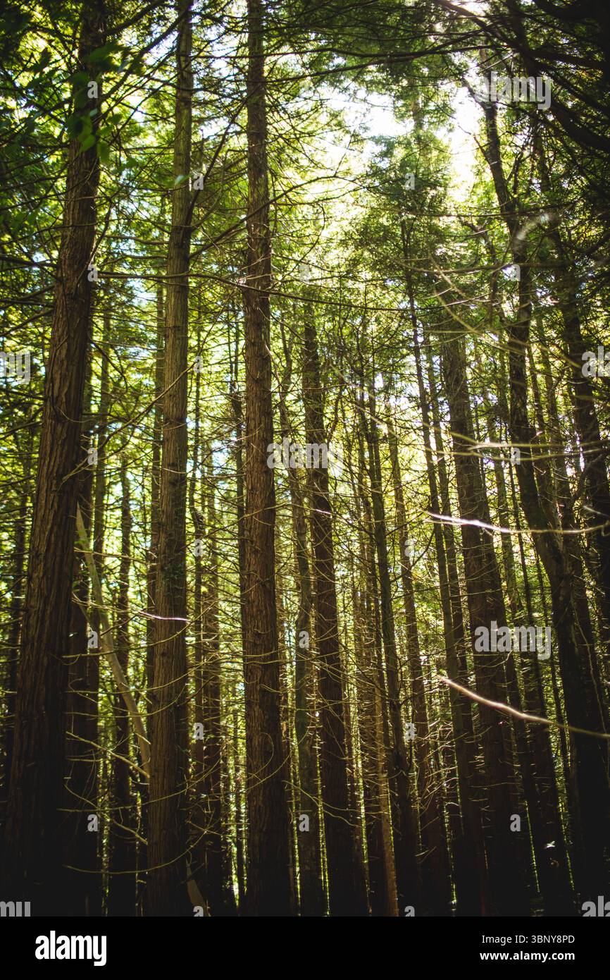 Dichte Nadelbäume steigen in flacher Waldszene auf, mit Sonnenlichtschächten und grünem Laub Stockfoto