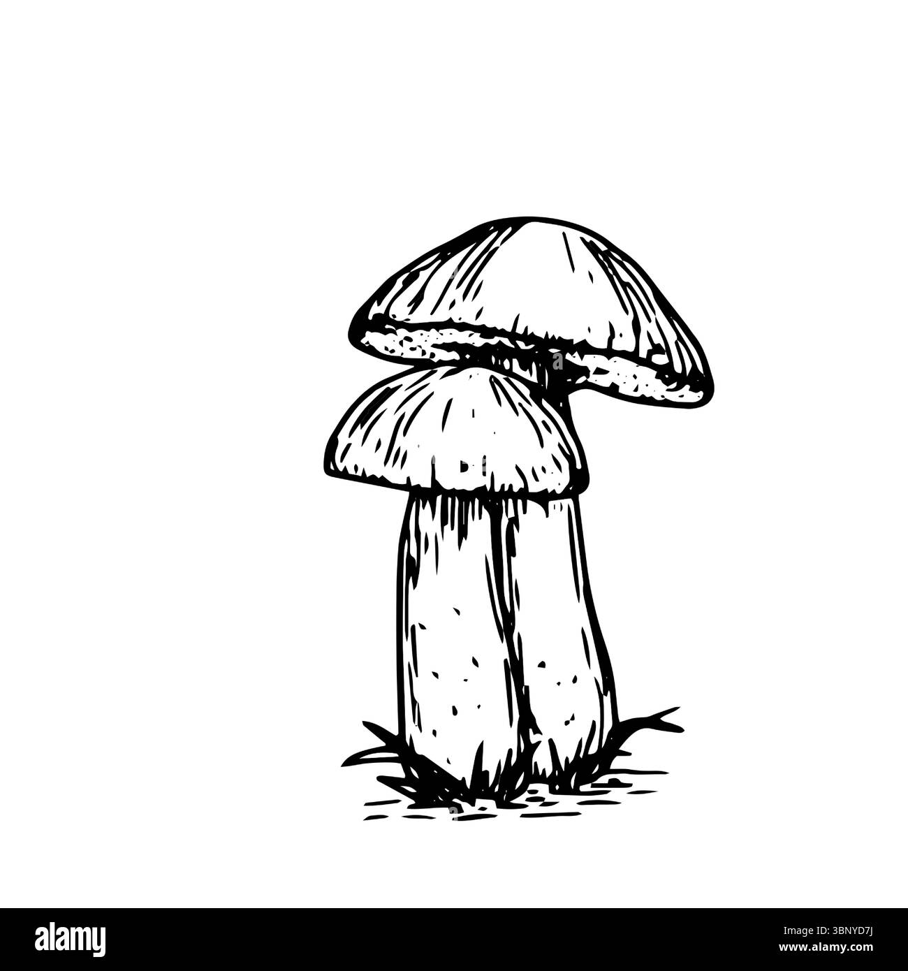 Pilz am Bein mit Kappe im Gras, Skizze in schwarz-weißer Tinte. Vektorabbildung. Das Zeichnen wird in einem einfachen Stil erstellt und auf einem weiß hervorgehoben Stock Vektor