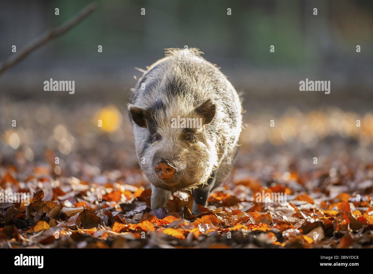 Vietnamesisches Topfbauchschwein im Herbst, Bayern, Deutschland, Europa Stockfoto